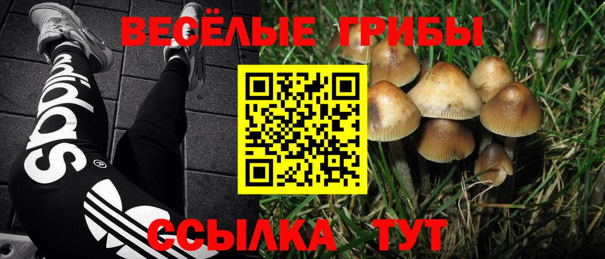 Галлюциногенные грибы Psilocybe  Вход с VPN  Галлюциногенные грибы GOLDEN TEACHER  Кувандык 