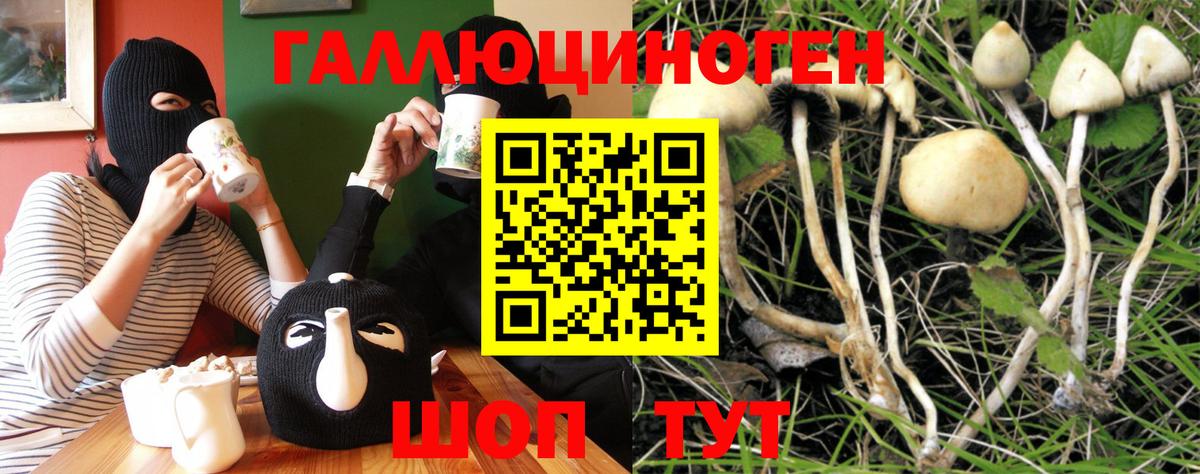 Галлюциногенные грибы Psilocybine cubensis Кувандык